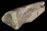 Partial Struthiomimus Hand Claw - Montana #72532-2